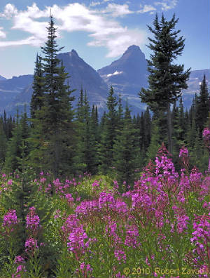 fireweed.jpg
